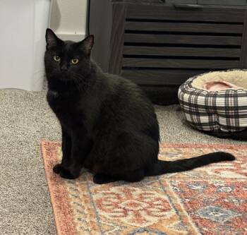 Rescue Domestic Short Hair Cats for Adoption in Vancouver, Washington - Lin/lucy | PetCurious