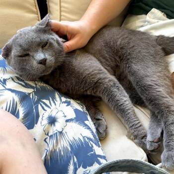 Poseidon (Purrcy) -  Domestic Short Hair and Russian Blue Cat for Adoption in Melrose, Florida - Poseidon (Purrcy) | PetCurious