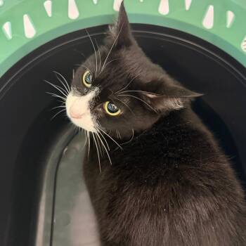 Lucielle -  Domestic Short Hair Cat for Adoption in Indianapolis, Indiana - Lucielle | PetCurious