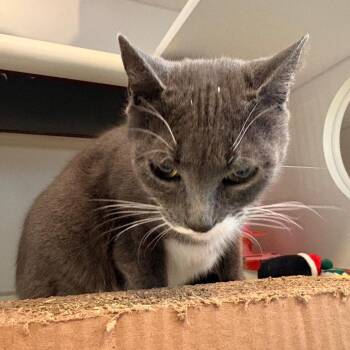 Pebbles -  Domestic Short Hair Cat for Adoption in South Burlington, Vermont - Pebbles | PetCurious