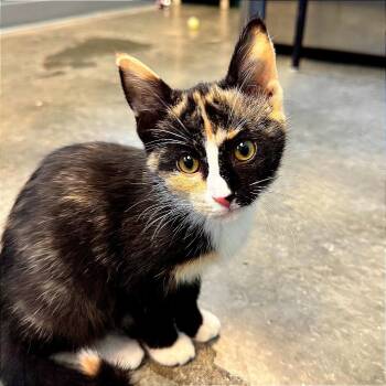 Rescue Domestic Short Hair Cats for Adoption in Hannibal, Missouri - Dormouse | PetCurious