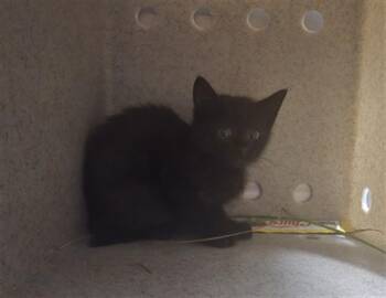 HABANERA -  Domestic Medium Hair Cat for Adoption in Derwood, Maryland - HABANERA | PetCurious