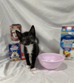Honey Kix -  Domestic Short Hair Cat for Adoption in Prince Frederick, Maryland - Honey Kix | PetCurious
