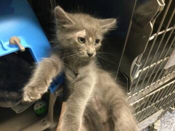 A1920097 -  Domestic Medium Hair Cat for Adoption in Thousand Palms, California - A1920097 | PetCurious