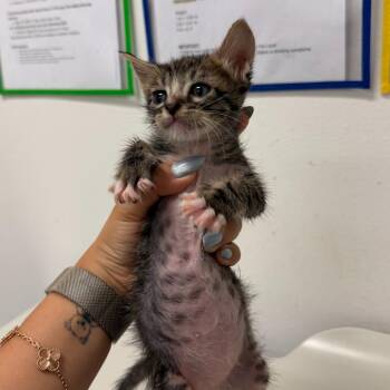 Yoga Teacher Y2 -  Domestic Short Hair Cat for Adoption in Edinburg, Texas - Yoga Teacher Y2 | PetCurious
