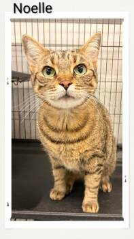 Domestic Short Hair Cats Available for Adoption in Caistor Centre, Ontario - Noelle | PetCurious