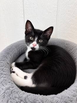 Cannoli -  Domestic Short Hair Cat for Adoption in Victor, New York - Cannoli | PetCurious