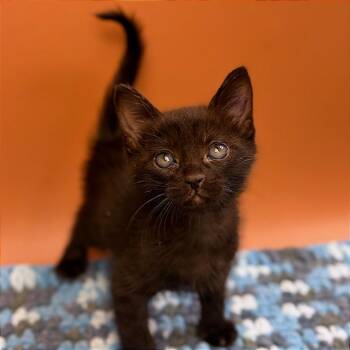 Phinn -  Domestic Short Hair Cat for Adoption in San Antonio, Texas - Phinn | PetCurious