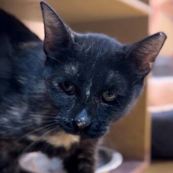 Constent -  Domestic Short Hair Cat for Adoption in Midland, Texas - Constent | PetCurious