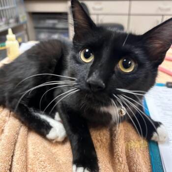 Neymar Jr. -  Domestic Short Hair Cat for Adoption in Flagstaff, Arizona - Neymar Jr. | PetCurious