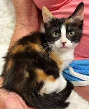 Rescue Domestic Short Hair Cats for Adoption in Wolcott, Connecticut - Chicory | PetCurious