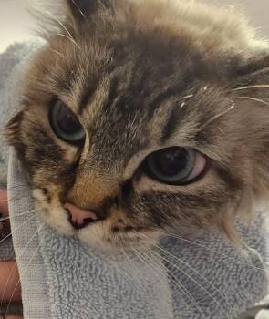 Duchess -  Domestic Medium Hair Cat for Adoption in Vancouver, Washington - Duchess | PetCurious