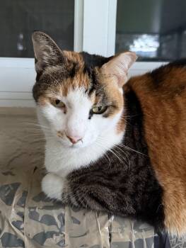 Domestic Short Hair Cats Available for Adoption in Hopkinton, Massachusetts - Zoey | PetCurious