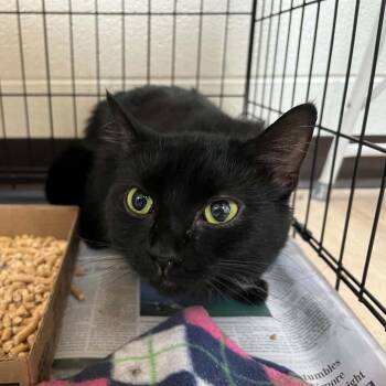 Carrigan -  Domestic Short Hair Cat for Adoption in Lyndhurst, Virginia - Carrigan | PetCurious