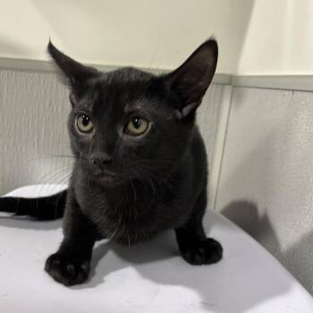 Rowan -  Domestic Short Hair Cat for Adoption in Tampa, Florida - Rowan | PetCurious