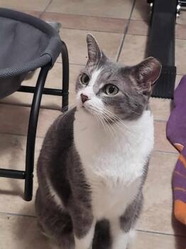 Rescue Domestic Short Hair Cats for Adoption in Little River, South Carolina - Spunky & Smokey | PetCurious