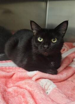 SWIZZLE -  Domestic Short Hair Cat for Adoption in St. Peters, Missouri - SWIZZLE | PetCurious