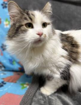 Domestic Medium Hair Cats Available for Adoption - Chatterbox | PetCurious