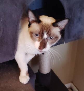 Angel -  Siamese Cat for Adoption in San Jacinto, California - Angel | PetCurious