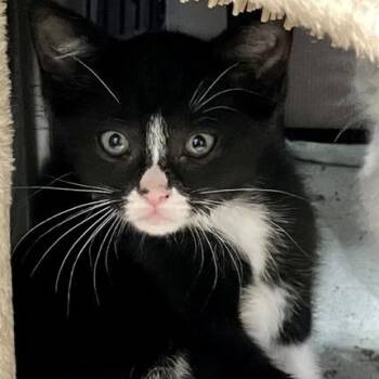 Floatie -  Domestic Short Hair Cat for Adoption in Chicago, Illinois - Floatie | PetCurious