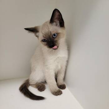 Luna -  Domestic Short Hair Cat for Adoption in Phoenix, Arizona - Luna | PetCurious