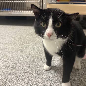 Domestic Short Hair Cats Available for Adoption in Lake Tapwingo, Missouri - Titan | PetCurious