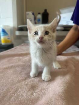 Eli -  Domestic Short Hair Cat for Adoption in Marion, Ohio - Eli | PetCurious