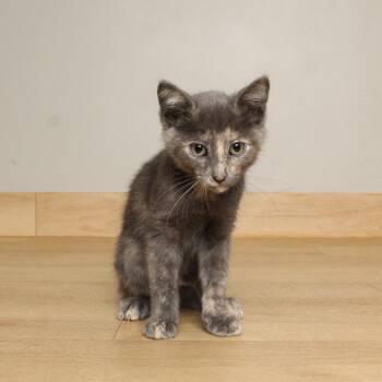 Sandwich C70624 -  Domestic Short Hair Cat for Adoption in Minnetonka, Minnesota - Sandwich C70624 | PetCurious