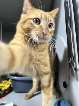 Domestic Short Hair Cats Available for Adoption in Dayton, Minnesota - Kairo | PetCurious