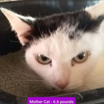 Domestic Short Hair Cats Available for Adoption in Brevard, North Carolina - Cindy Clawford | PetCurious