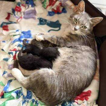 Sadie -  Domestic Short Hair Cat for Adoption in Bel Air, Maryland - Sadie | PetCurious