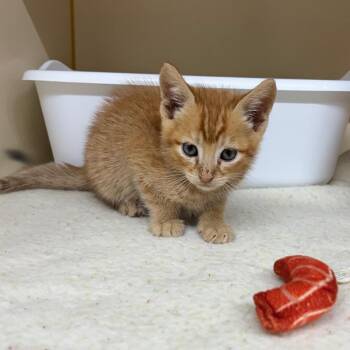 Wrangler -  Domestic Short Hair Cat for Adoption in Hinesville, Georgia - Wrangler | PetCurious