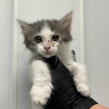 Azula -  Domestic Medium Hair Cat for Adoption in Abilene, Texas - Azula | PetCurious