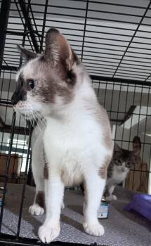 Rescue Siamese Cats for Adoption in North East, Maryland - Tudy | PetCurious