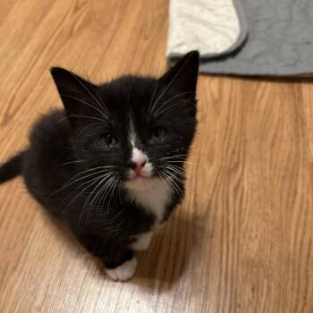 Domestic Short Hair Cats Available for Adoption in Costa Mesa, California - Pen | PetCurious