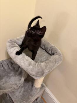 Gresham JN -  Domestic Short Hair Cat Available for Adoption in Greenville, South Carolina - Gresham JN | PetCurious