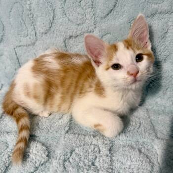 Rupee -  Domestic Short Hair Cat for Adoption in Spokane, Washington - Rupee | PetCurious