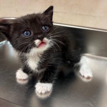 Squash -  Domestic Short Hair Cat for Adoption in Birmingham, Alabama - Squash | PetCurious