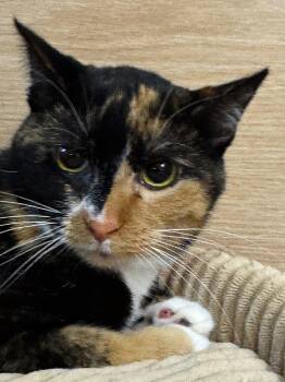 Domestic Short Hair Cats Available for Adoption in Sioux Falls, South Dakota - *Lottie Lou | PetCurious