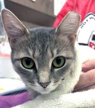 Robin -  Domestic Short Hair Cat for Adoption in Fishers, Indiana - Robin | PetCurious