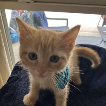 Domestic Short Hair Cats Available for Adoption in Houston, Texas - Raj | PetCurious