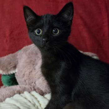 GLITTER -  Domestic Short Hair Cat for Adoption in Graham, Washington - GLITTER | PetCurious