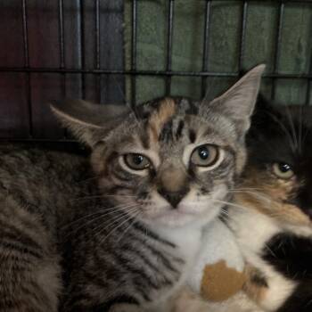 Violet -  Domestic Short Hair Cat for Adoption in Ruckersville, Virginia - Violet | PetCurious