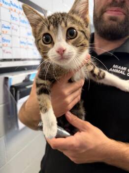 Bigby -  Domestic Short Hair Cat for Adoption in Troy, Ohio - Bigby | PetCurious