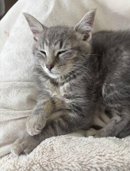 Rita Marley -  Domestic Short Hair Cat Available for Adoption in Walled Lake, Michigan - Rita Marley | PetCurious