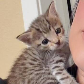 Lou -  Domestic Short Hair Cat for Adoption in Long Beach, California - Lou | PetCurious