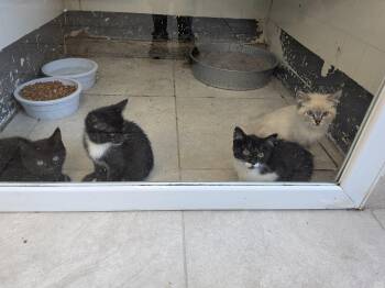 Kittens -  Domestic Medium Hair Cat for Adoption in Hermiston, Oregon - Kittens | PetCurious