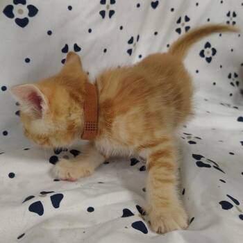 Namib (brown collar) -  Domestic Short Hair Cat for Adoption in Coos Bay, Oregon - Namib (brown Collar) | PetCurious