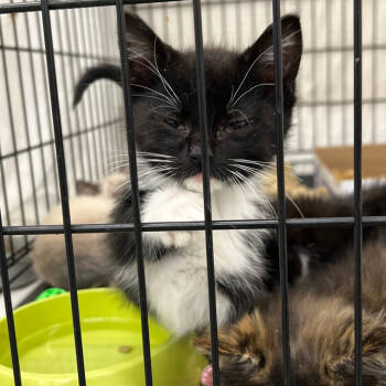 Rescue Domestic Short Hair Cats for Adoption in St. Cloud, Minnesota - Topanga | PetCurious