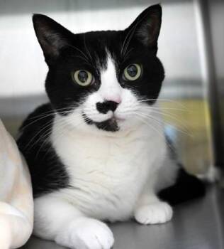 Buddha -  Domestic Short Hair Cat for Adoption in Eugene, Oregon - Buddha | PetCurious